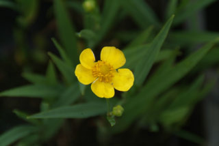 Ranunculus linguaGrote boterbloem bestellen